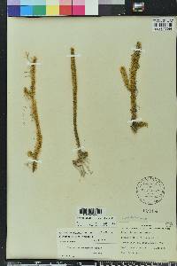Lycopodiella x brucei image