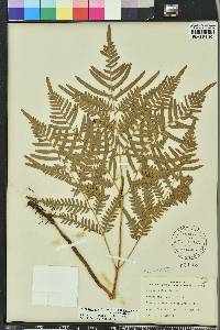 Pteridium aquilinum subsp. pseudocaudatum image