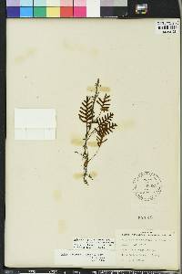 Pleopeltis polypodioides var. michauxiana image