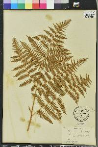 Pteridium aquilinum var. pubescens image