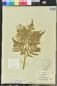 Pteridium aquilinum subsp. pseudocaudatum image