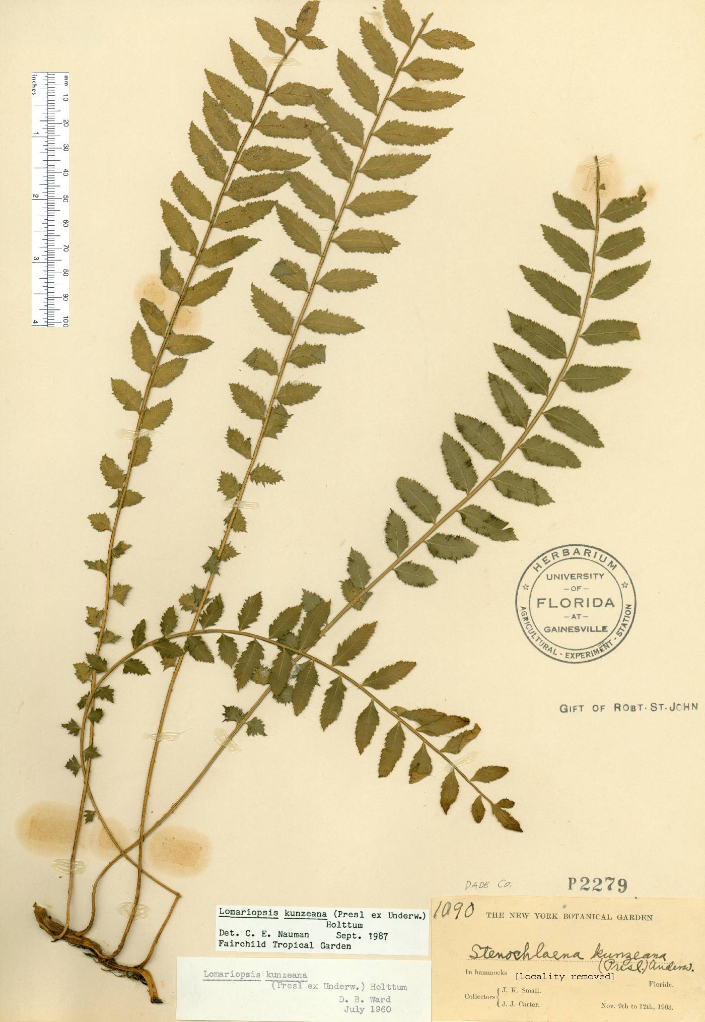 Lomariopsis kunzeana image