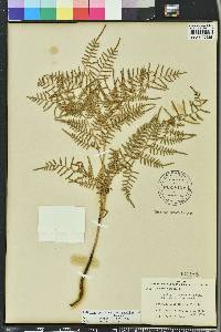 Pteridium aquilinum var. caudatum image