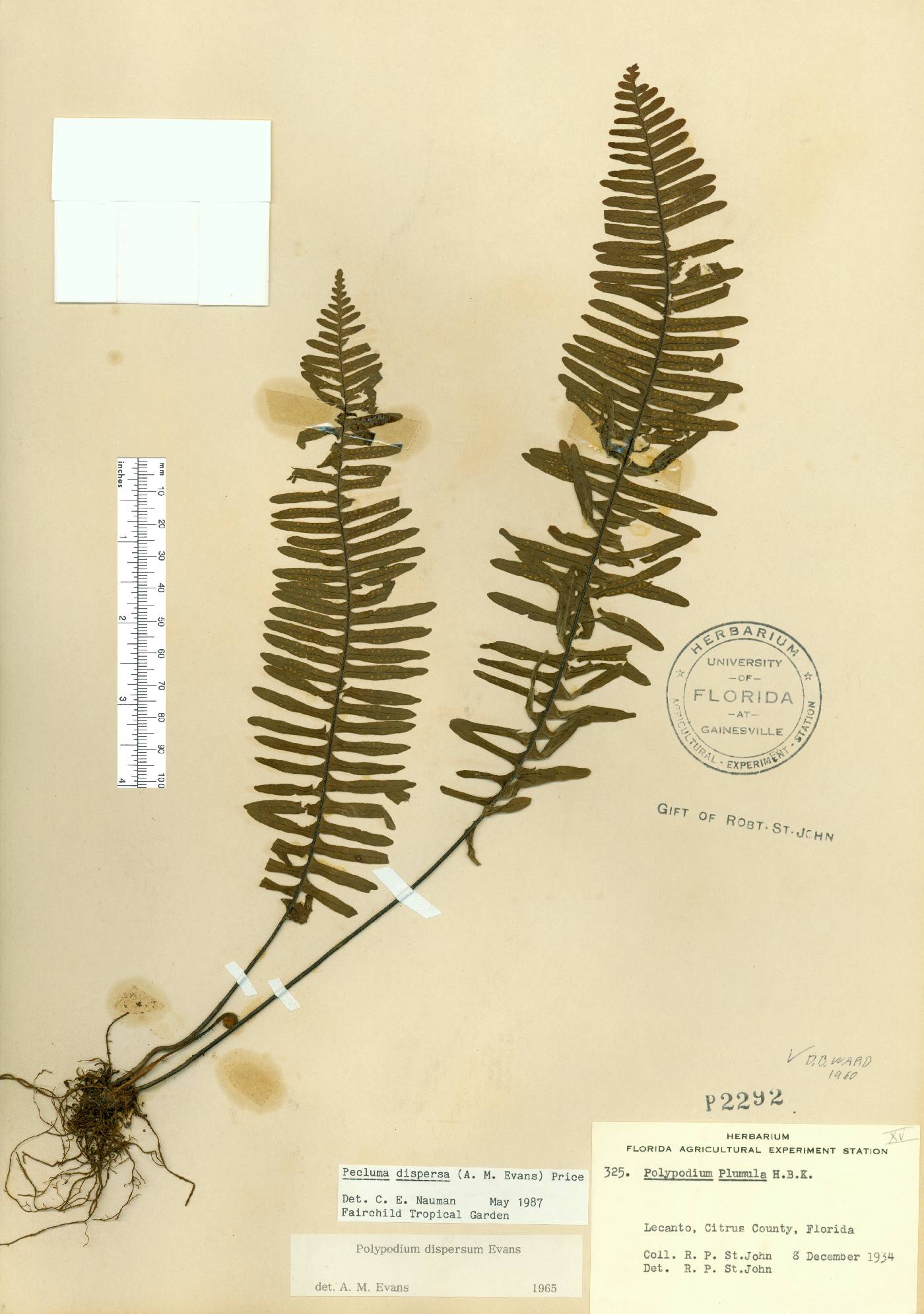 Pecluma dispersa image