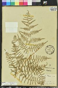 Pteridium aquilinum var. caudatum image