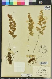 Adiantum capillus-veneris image