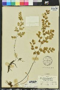 Adiantum capillus-veneris image