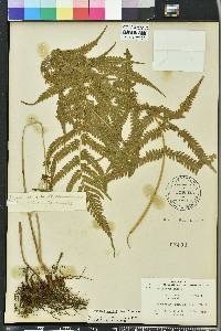 Thelypteris kunthii image