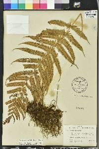 Thelypteris kunthii image