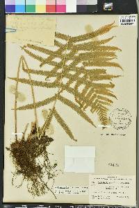 Thelypteris kunthii image