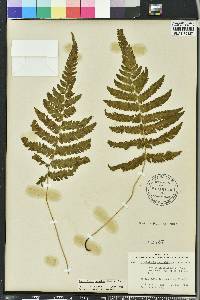 Thelypteris kunthii image