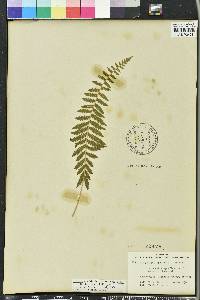 Thelypteris hispidula image