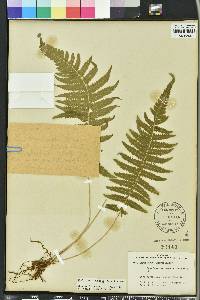 Thelypteris kunthii image