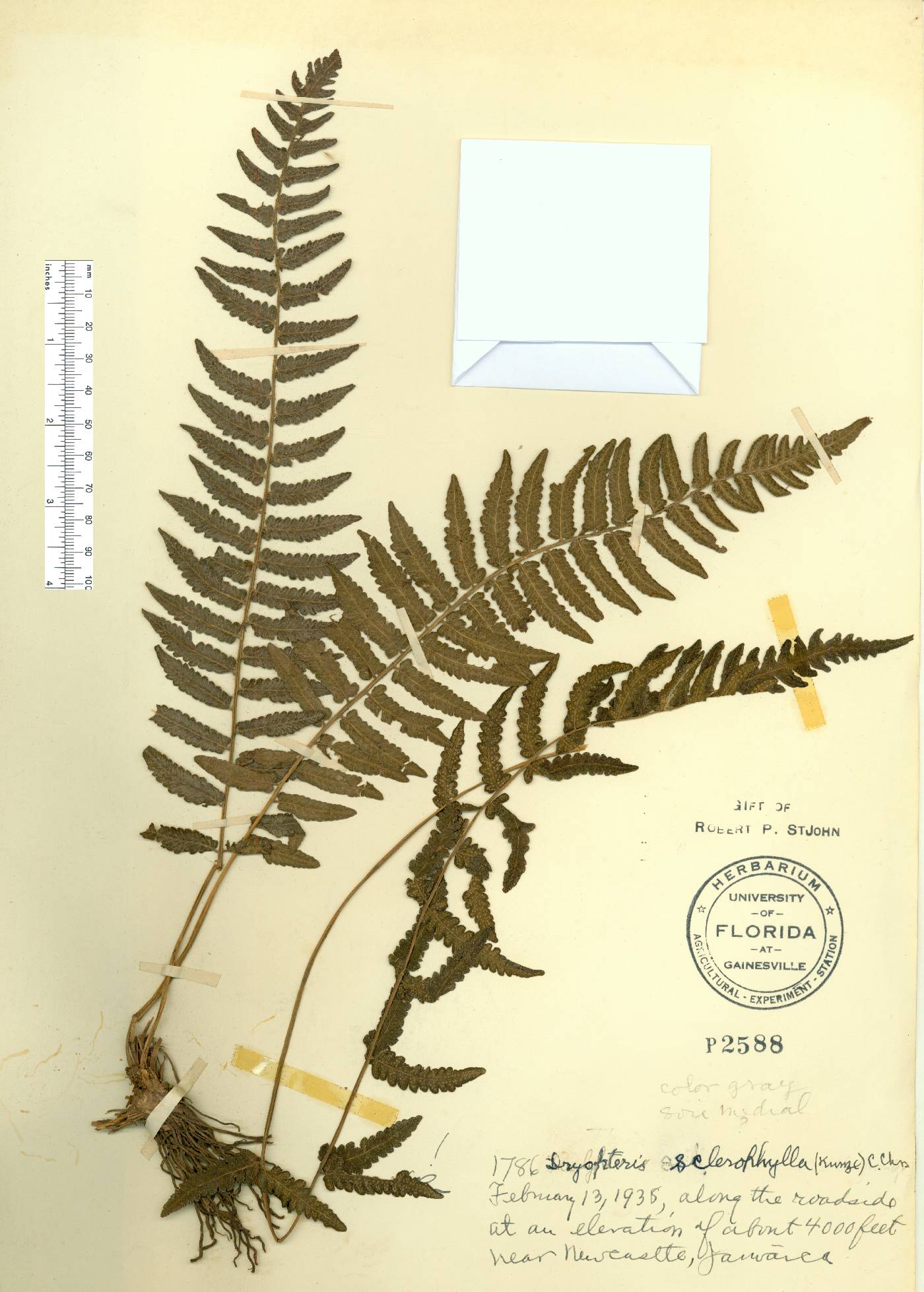 Thelypteris sclerophylla image