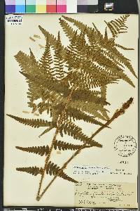 Dryopteris ludoviciana image