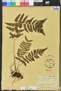 Dryopteris ludoviciana image