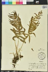 Thelypteris kunthii image