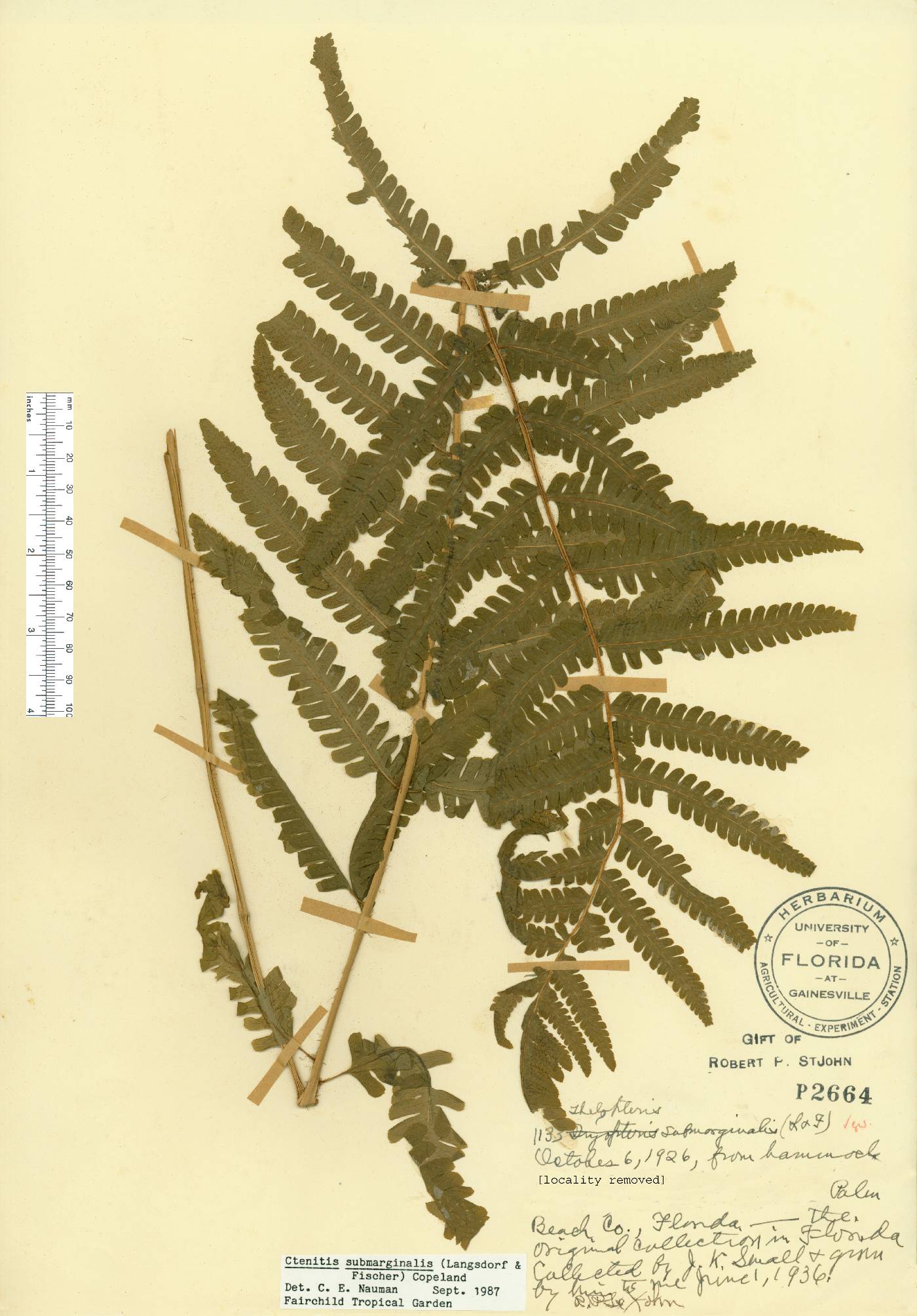 Ctenitis submarginalis image