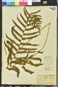 Thelypteris hispidula image