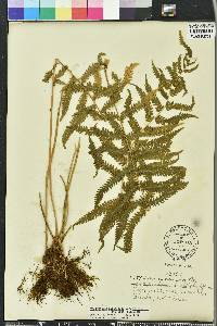 Thelypteris hispidula image