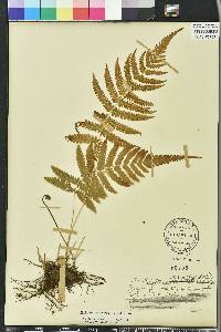 Thelypteris kunthii image