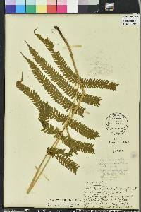 Thelypteris kunthii image