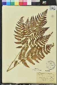 Pteridium aquilinum var. pubescens image