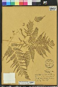 Pteridium aquilinum subsp. pseudocaudatum image