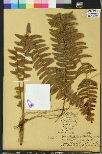 Nephrolepis exaltata image