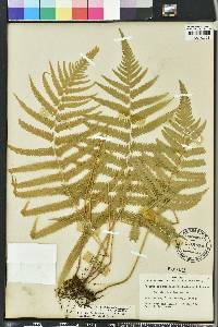 Thelypteris hispidula image