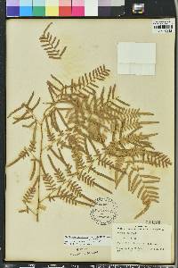 Pteridium aquilinum var. caudatum image