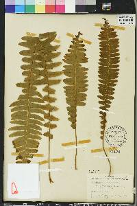 Nephrolepis exaltata image