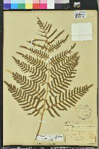 Pteridium aquilinum subsp. pseudocaudatum image