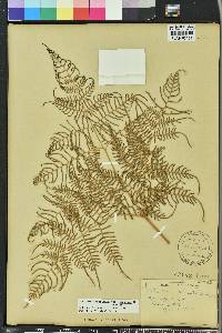 Pteridium aquilinum var. caudatum image