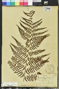 Dryopteris ludoviciana image