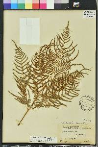 Pteridium aquilinum subsp. pseudocaudatum image