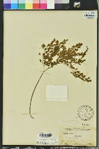 Adiantum capillus-veneris image