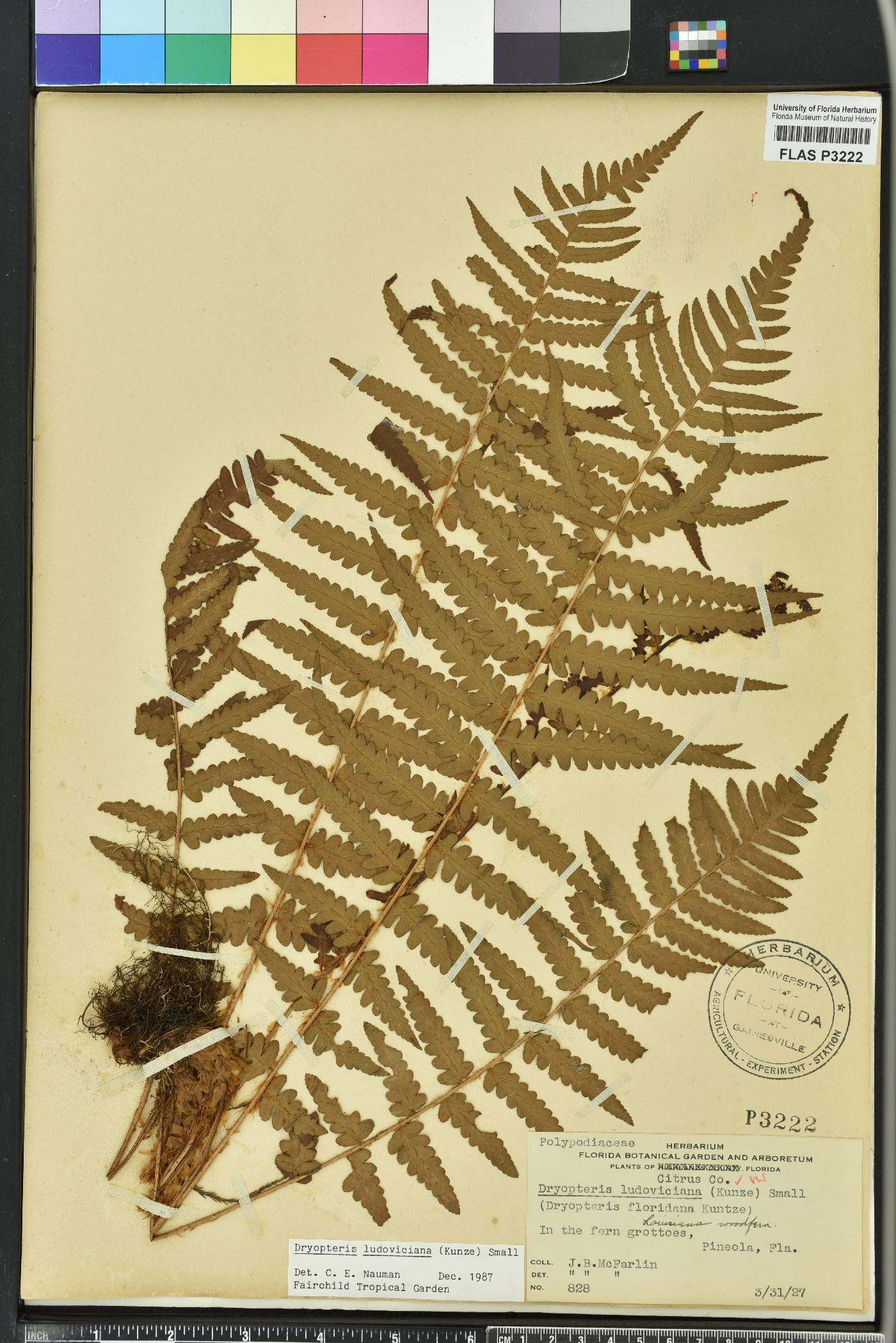 Dryopteris ludoviciana image