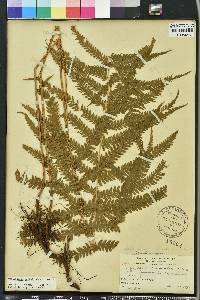 Thelypteris kunthii image