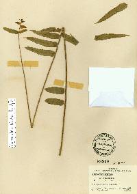 Nephrolepis biserrata image
