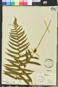 Thelypteris hispidula var. versicolor image