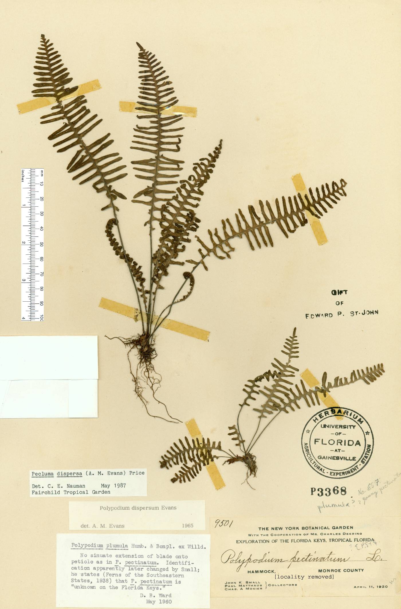 Pecluma dispersa image