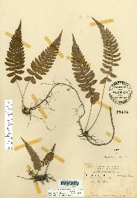 Blechnum occidentale var. minor image