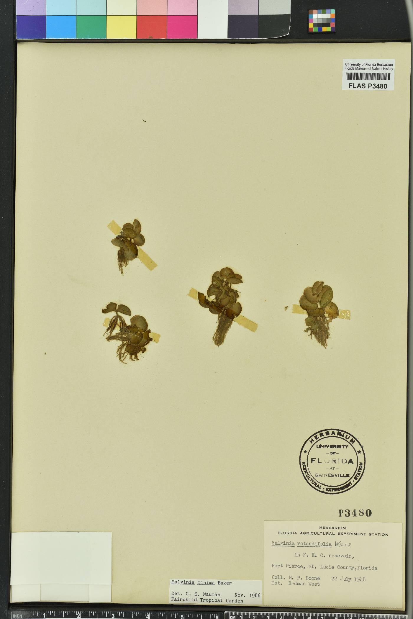 Salvinia image