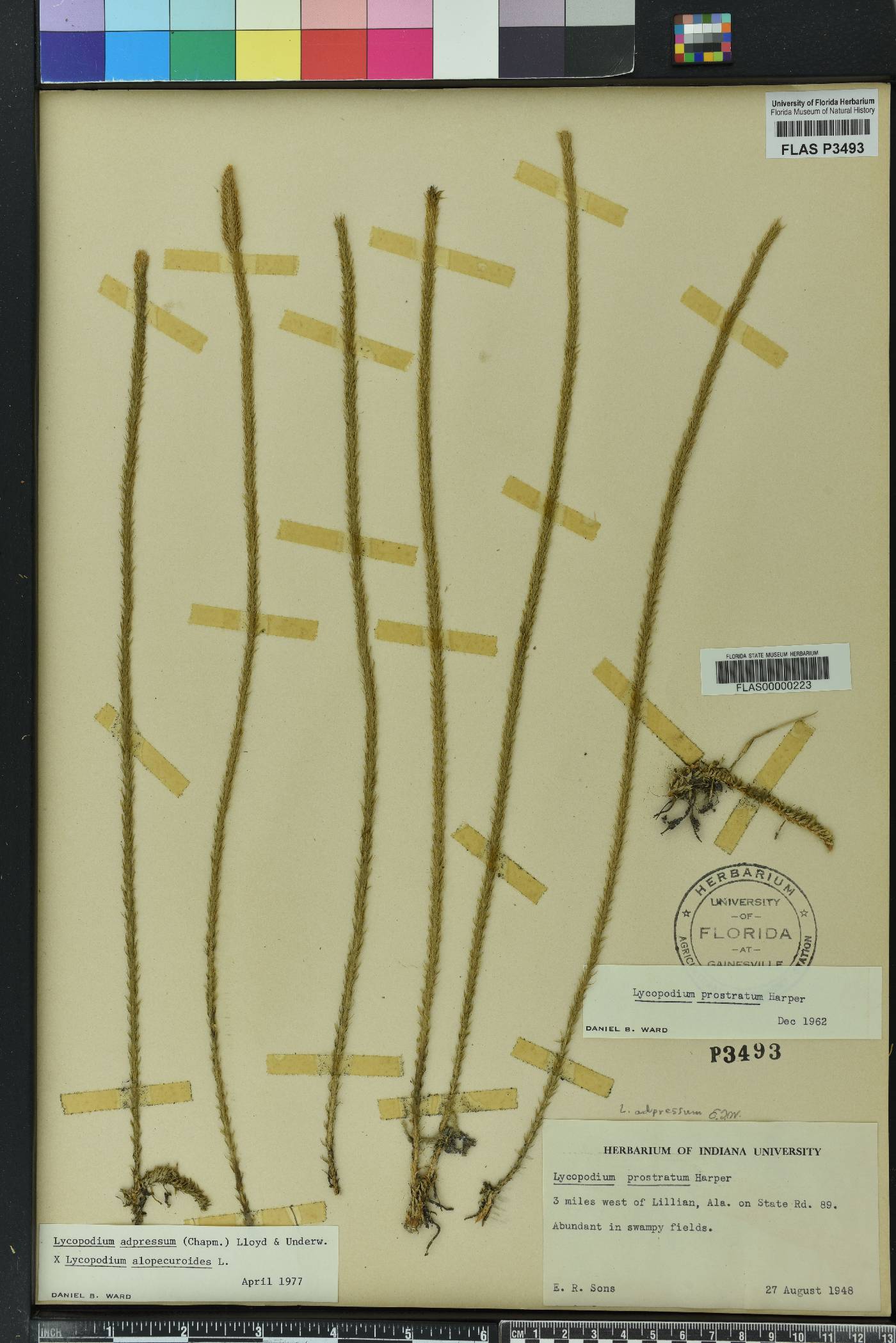Lycopodiella x copelandii image