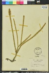 Lycopodiella alopecuroides image