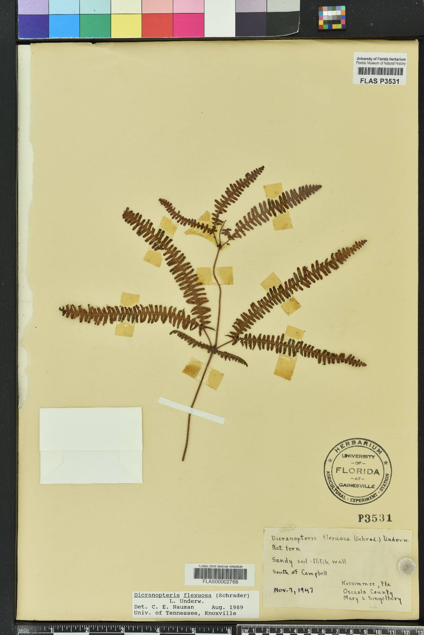 Dicranopteris flexuosa image