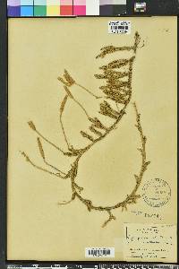 Lycopodium lagopus image