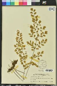 Adiantum capillus-veneris image