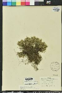 Selaginella arenicola image
